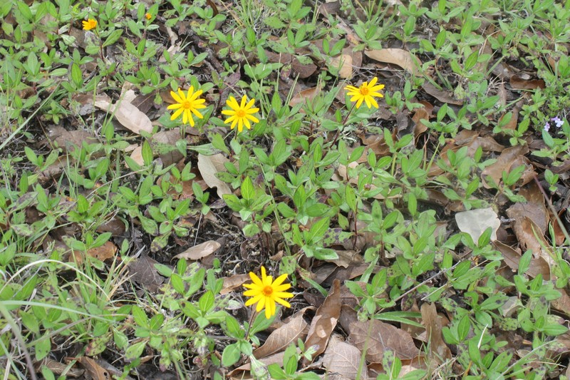 Melampodium aureum photo 5
