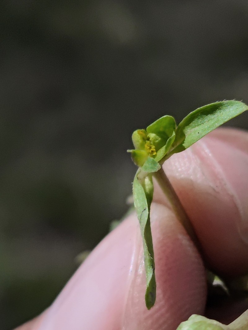 Melampodium bibracteatum
