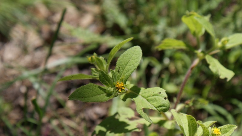 Melampodium bibracteatum photo 2