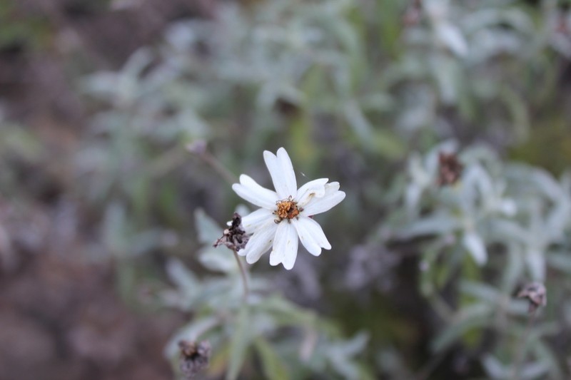 Hoary Blackfoot