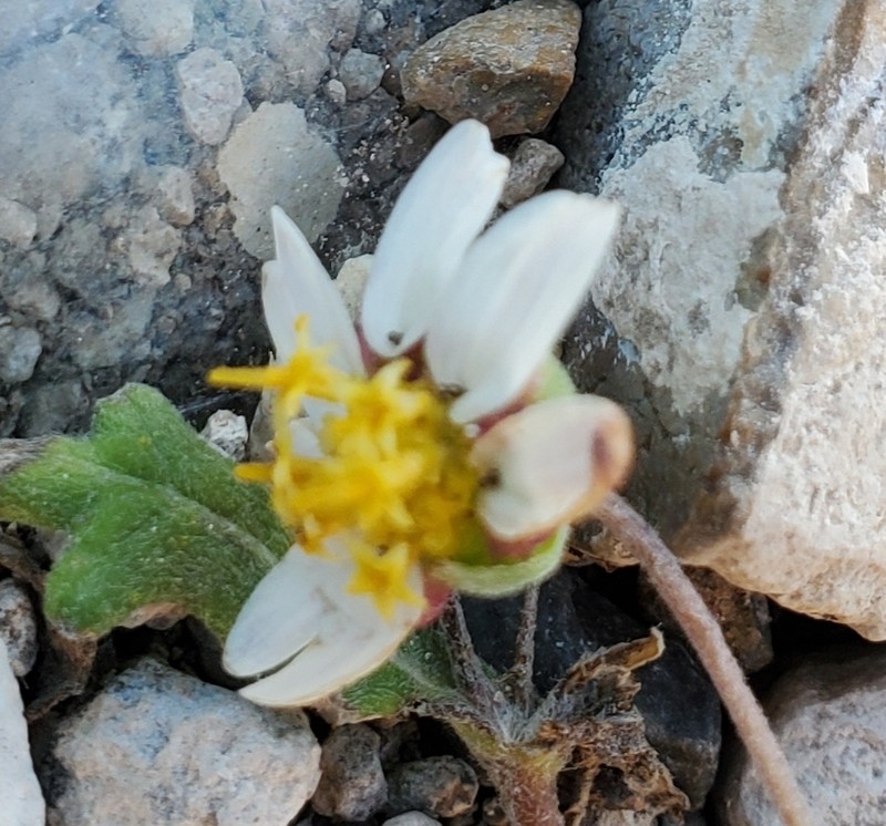Hoary Blackfoot photo 3