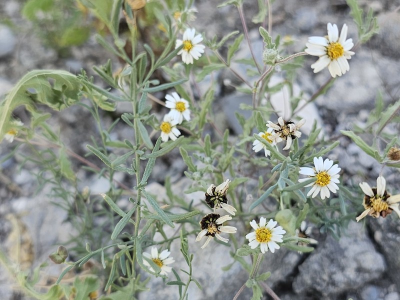 Hoary Blackfoot photo 5