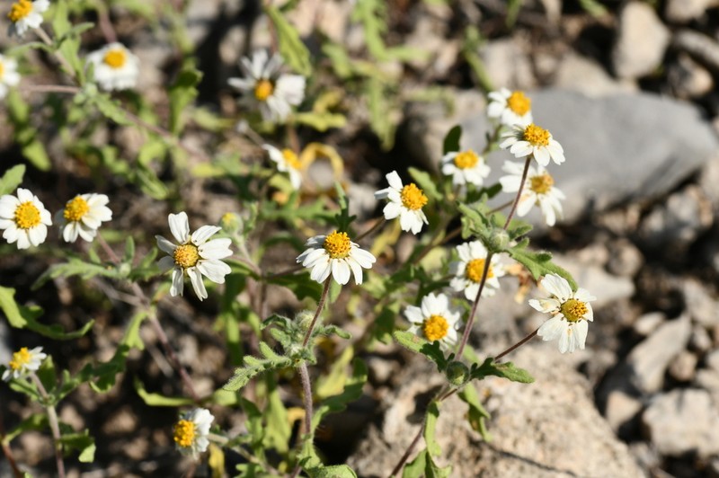 Hoary Blackfoot photo 6