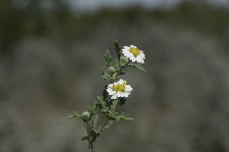 Hoary Blackfoot photo 8