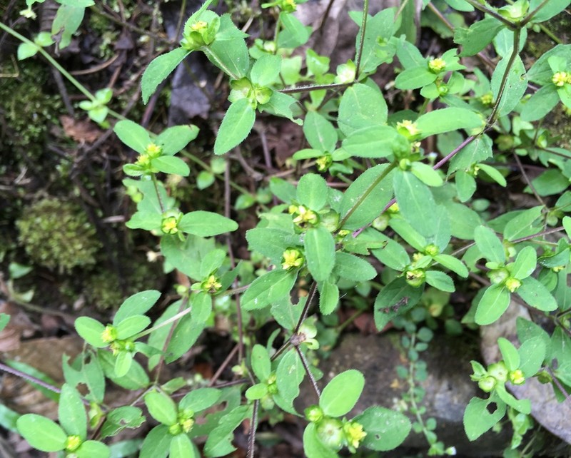 Melampodium costaricense