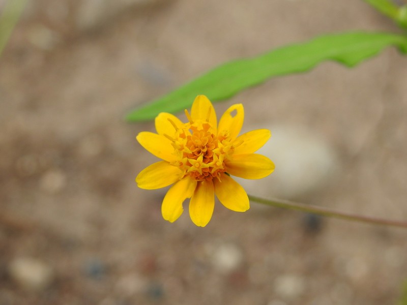 Melampodium cupulatum
