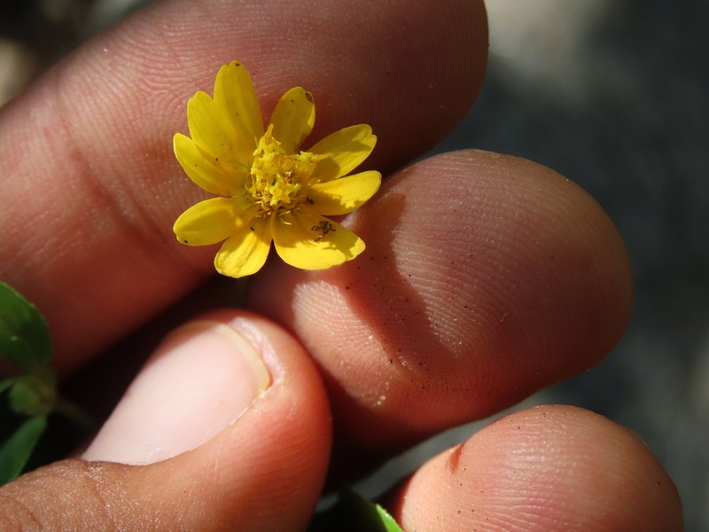 Melampodium cupulatum photo 2