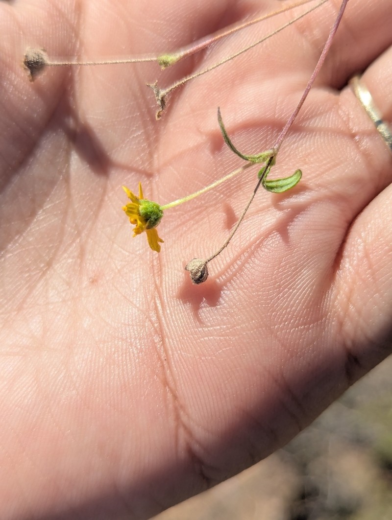 Melampodium cupulatum photo 3