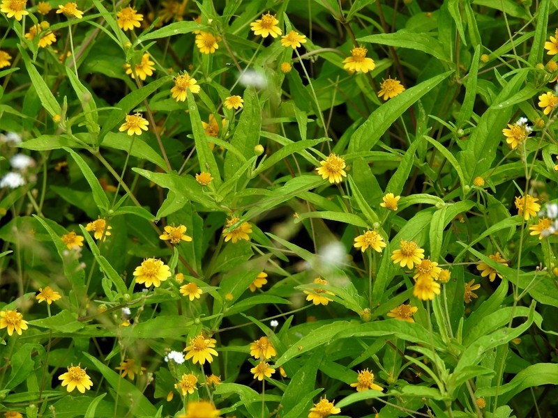 Melampodium cupulatum photo 4