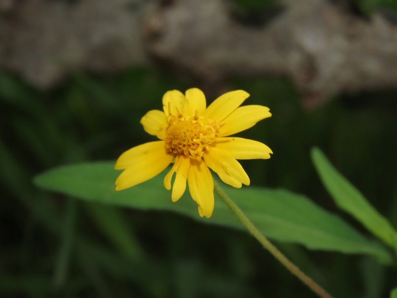 Melampodium cupulatum photo 5