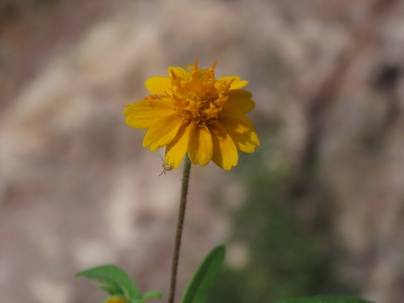 Melampodium cupulatum photo 7