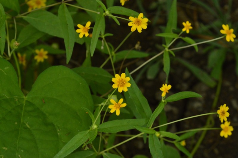 Melampodium cupulatum photo 8