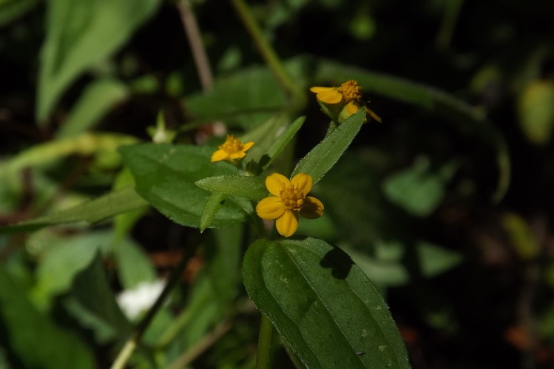 Melampodium dicoelocarpum photo 2