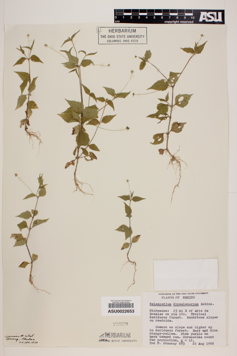 Melampodium dicoelocarpum photo 4