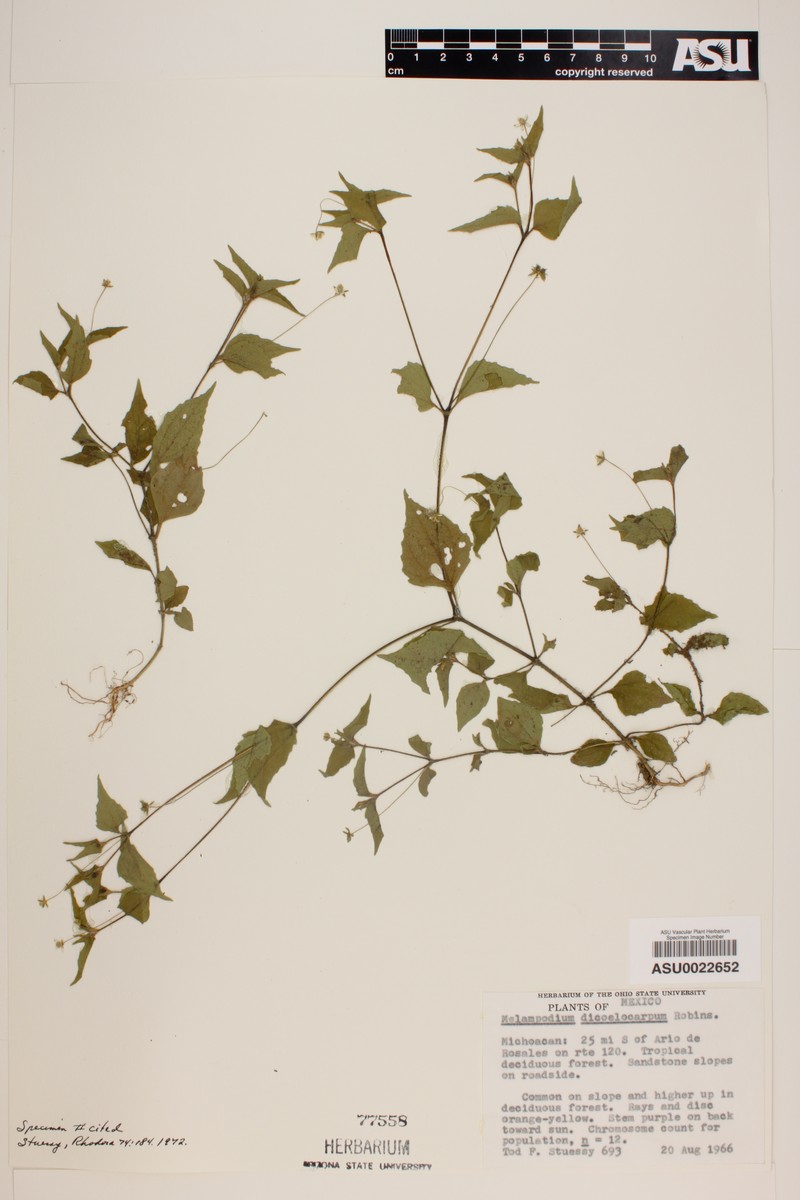 Melampodium dicoelocarpum photo 5