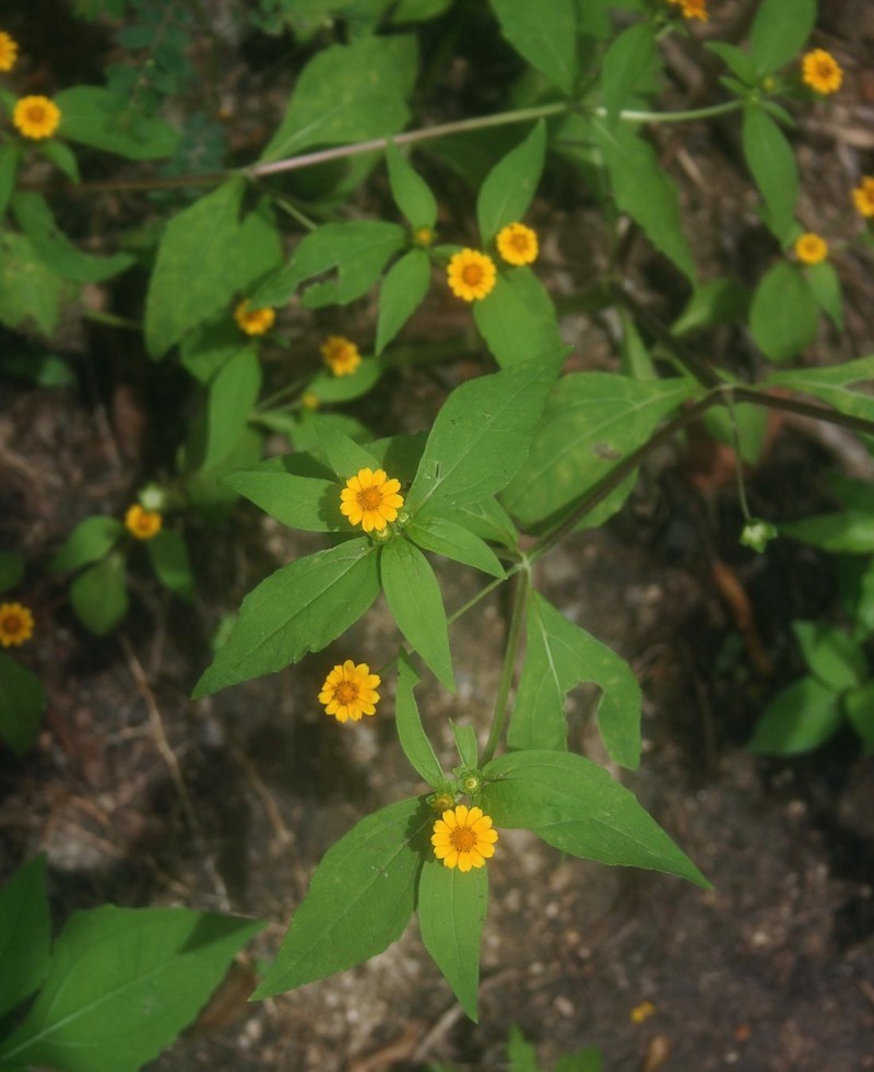 Boton De Oro photo 2
