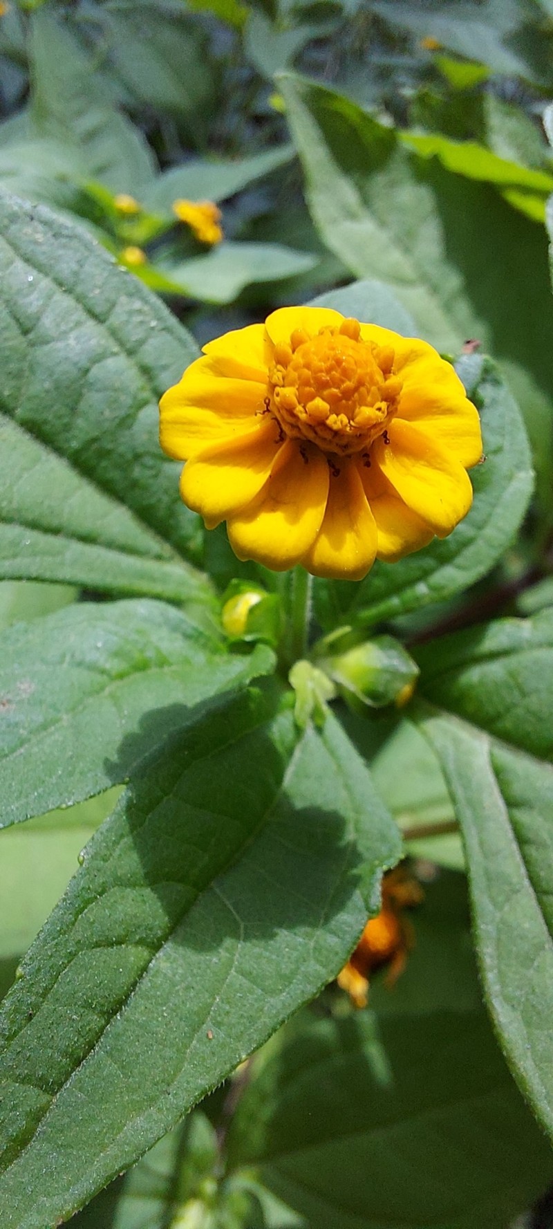 Boton De Oro