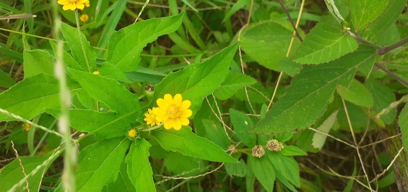 Boton De Oro photo 3