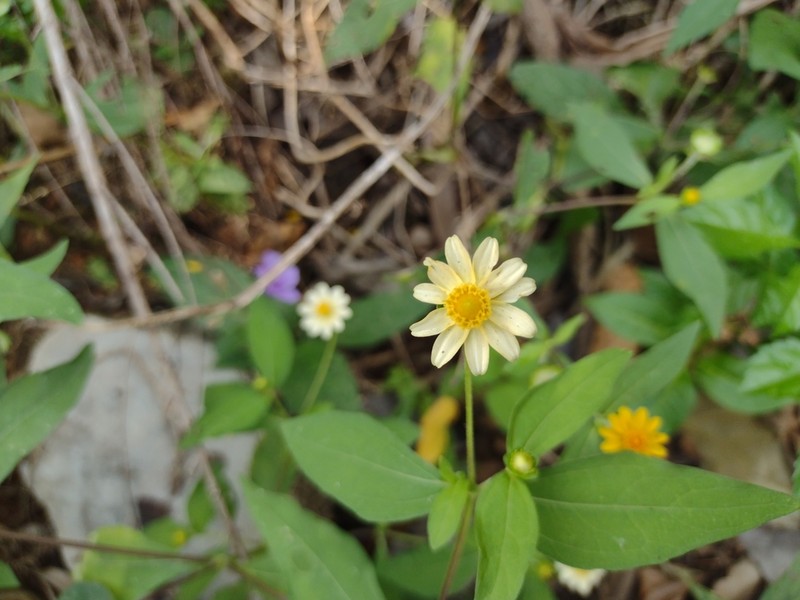 Boton De Oro photo 7