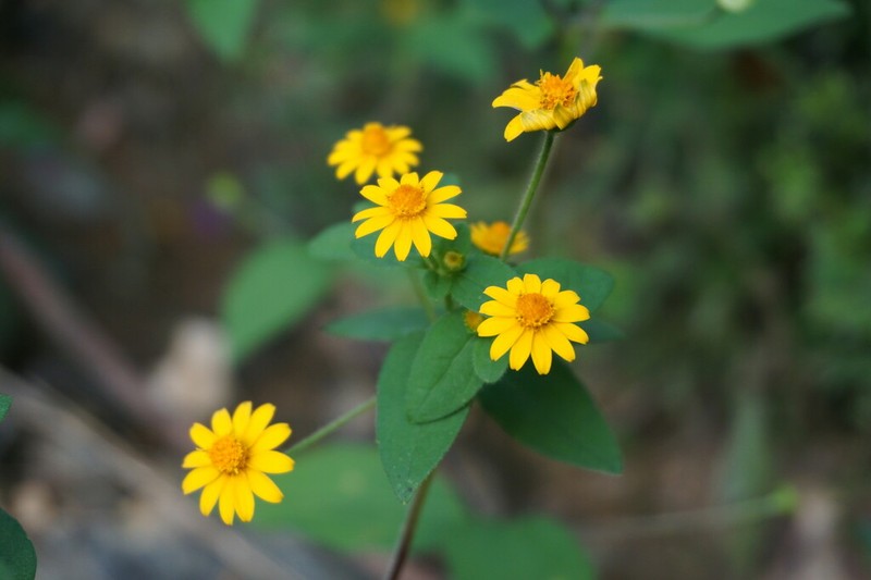 Boton De Oro photo 8