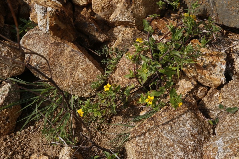 Melampodium glabribracteatum