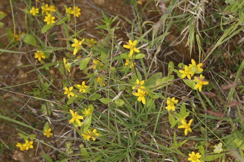 Melampodium glabribracteatum photo 4
