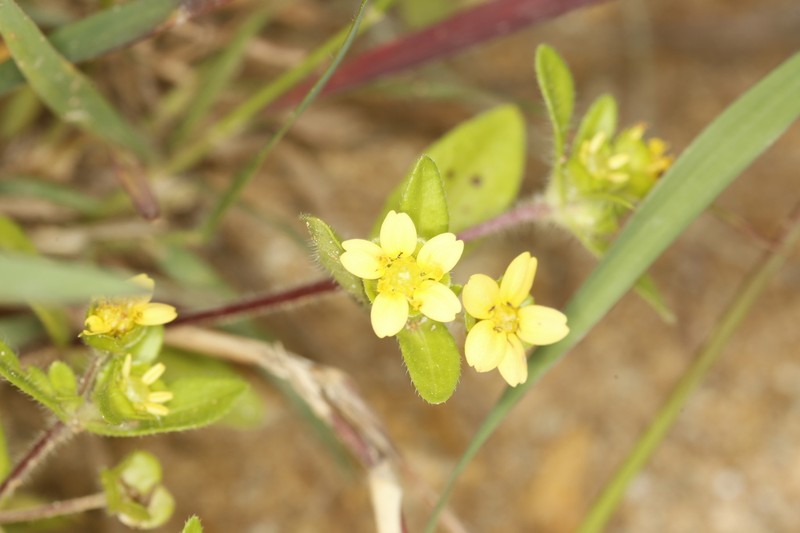 Melampodium glabribracteatum photo 5