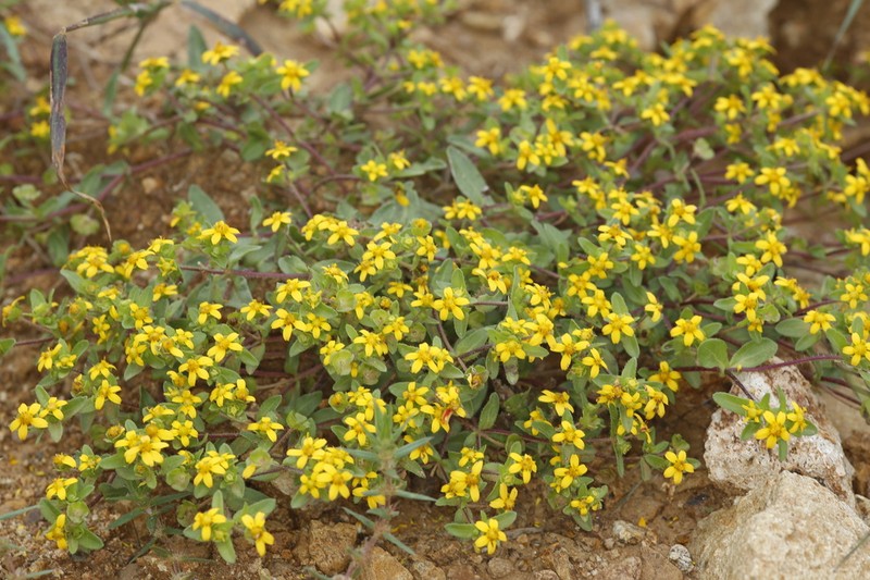 Melampodium glabribracteatum photo 6