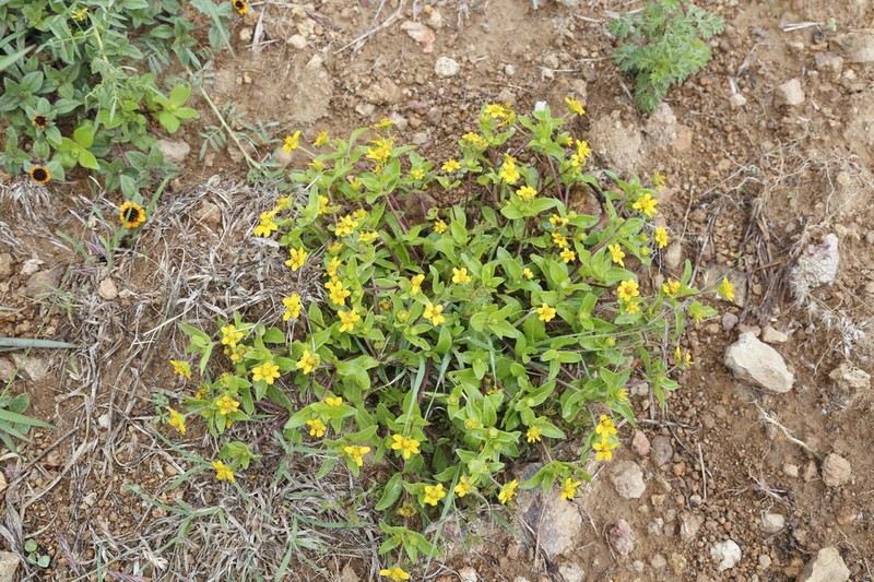 Melampodium glabribracteatum photo 7