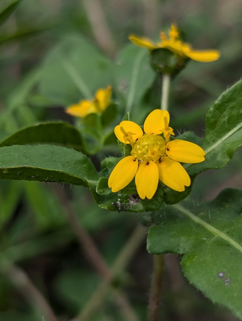 Melampodium glabribracteatum photo 8