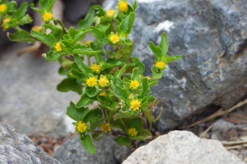 Melampodium glabrum photo 2