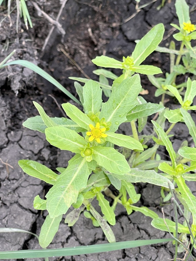 Melampodium glabrum photo 3
