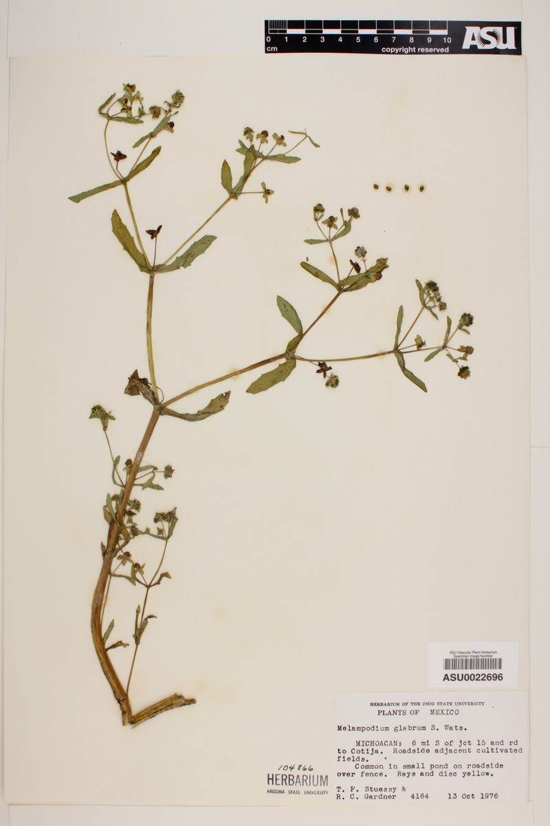 Melampodium glabrum photo 4