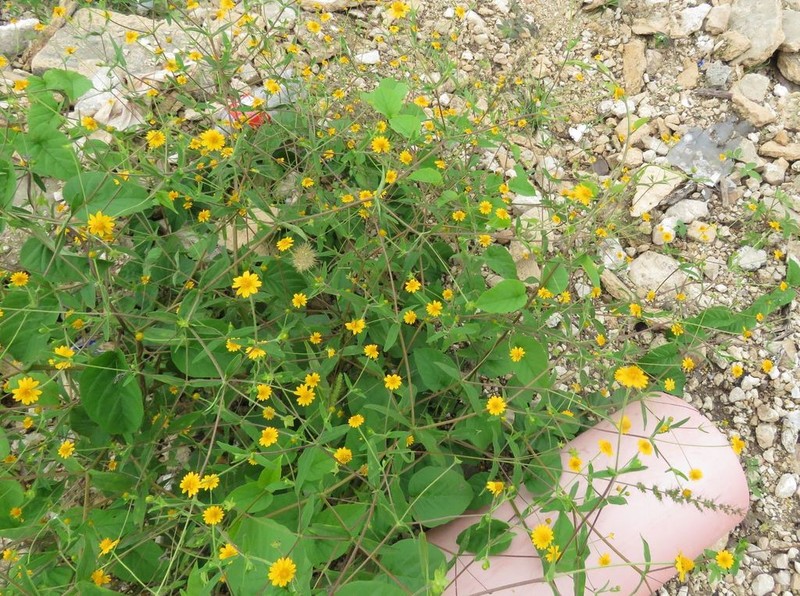 Melampodium gracile