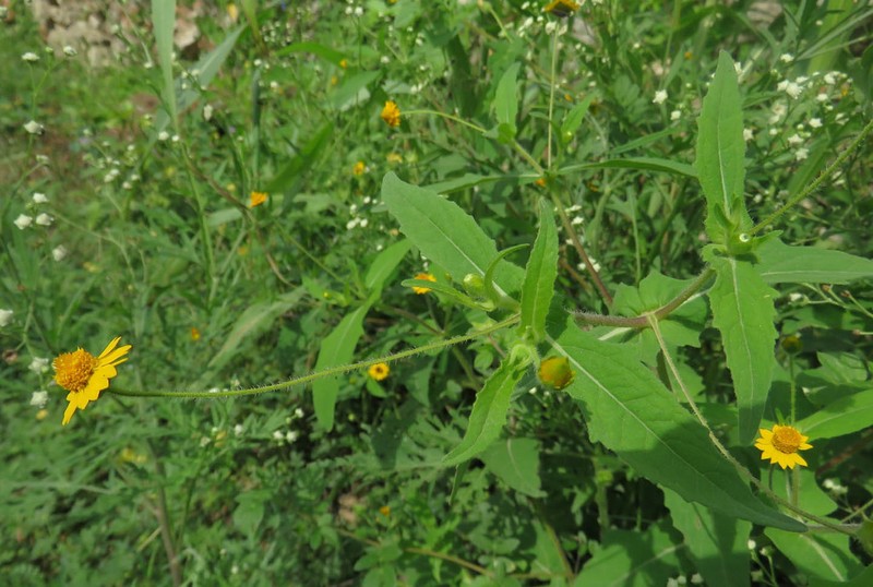 Melampodium gracile photo 2