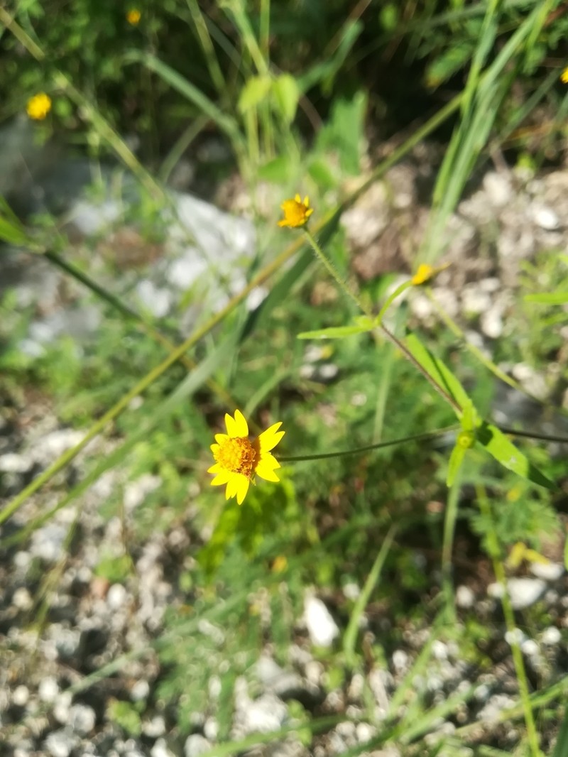 Melampodium gracile photo 3
