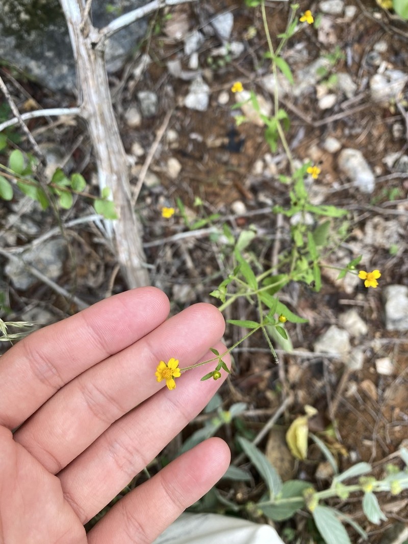 Melampodium gracile photo 4