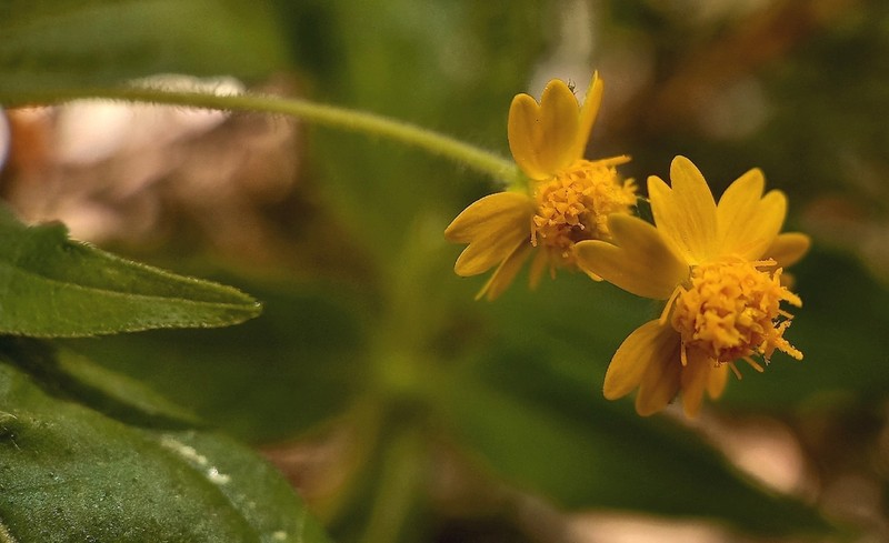 Melampodium gracile photo 5
