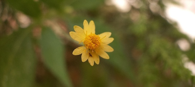 Melampodium gracile photo 6