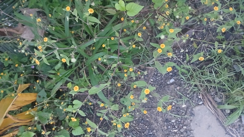 Melampodium gracile photo 7