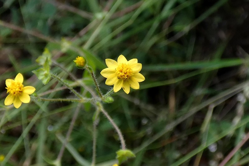 Melampodium gracile photo 8