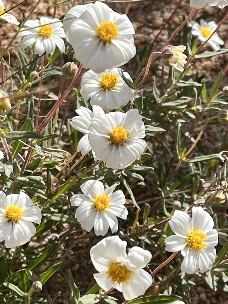 Plains Blackfoot photo 2