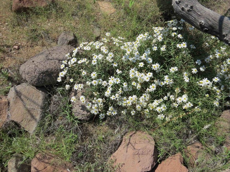 Plains Blackfoot photo 4
