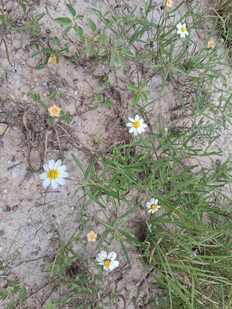 Plains Blackfoot photo 6
