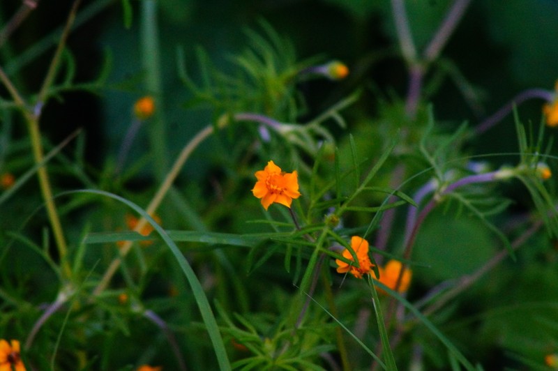 Melampodium linearilobum