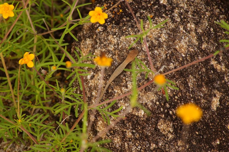 Melampodium linearilobum photo 2