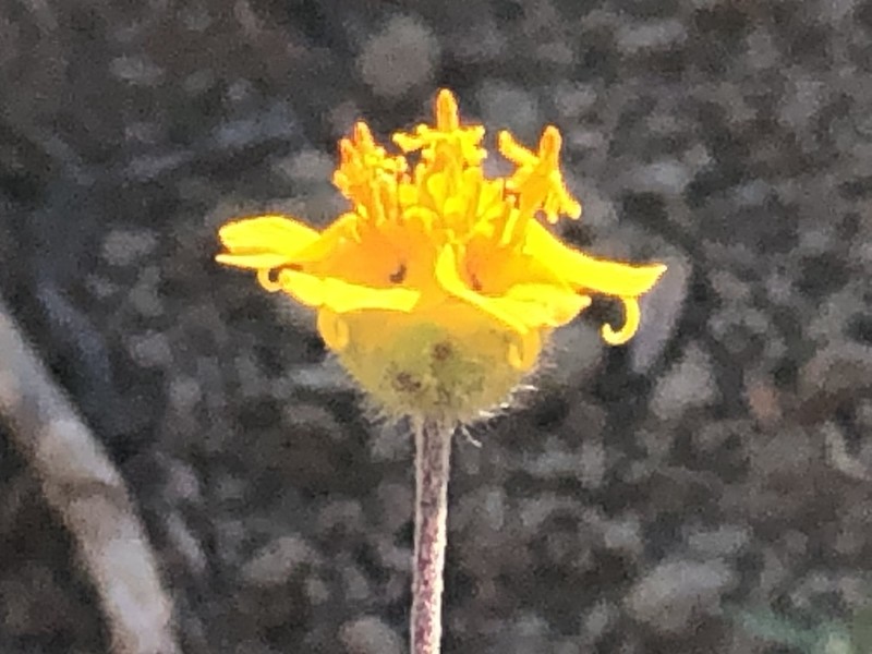 Melampodium linearilobum photo 3