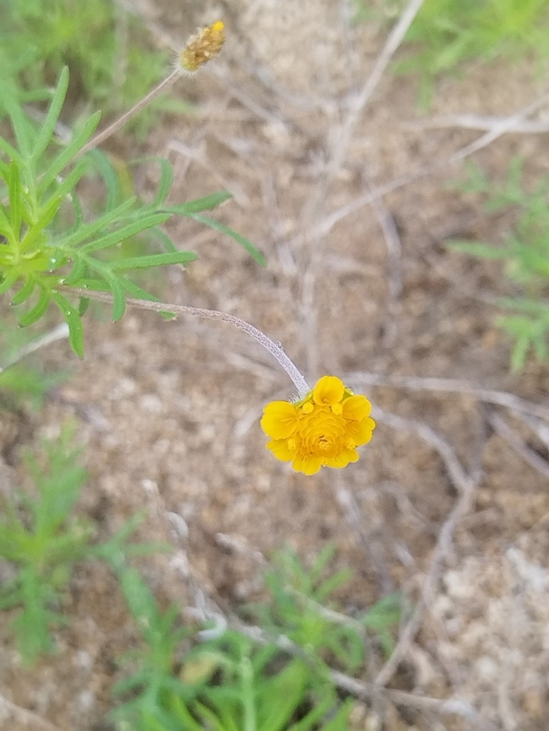 Melampodium linearilobum photo 4