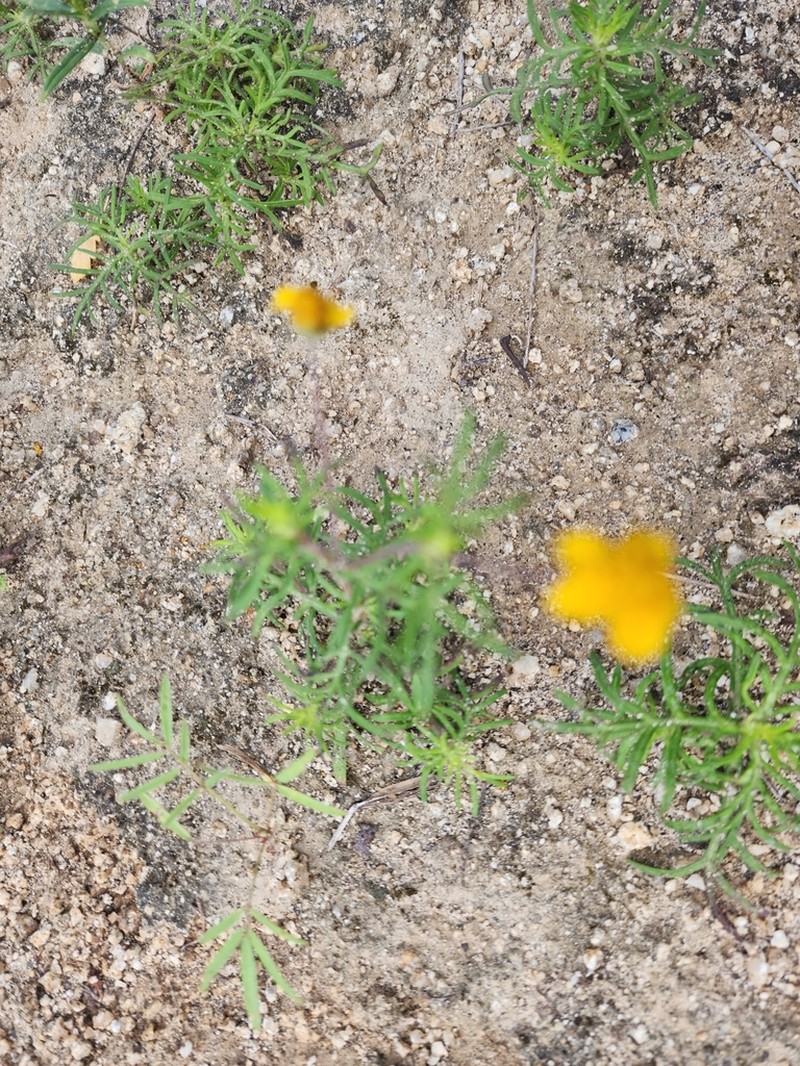 Melampodium linearilobum photo 5