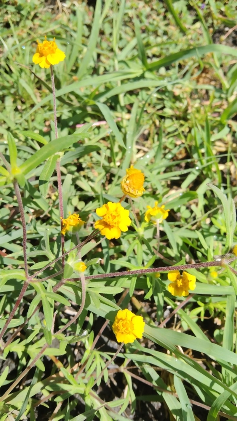 Melampodium linearilobum photo 6